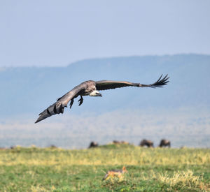 Vulture flying 