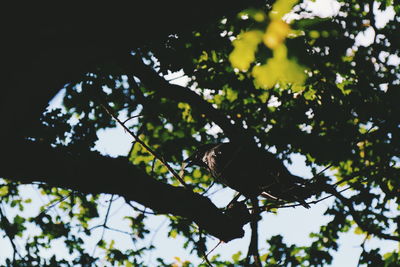 Low angle view of bird perching on tree against sky