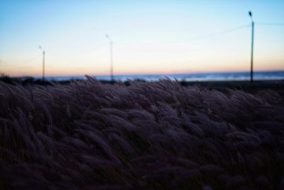 Close-up of crops on field against sky at sunset