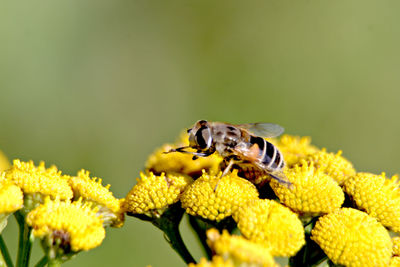 Close-up of bee pollinating on yellow flower