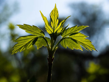 Close-up of leaves on tree