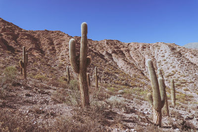 Full frame shot of succulent plants on field against clear blue sky