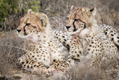 Cheetah cubs looking away while sitting on land