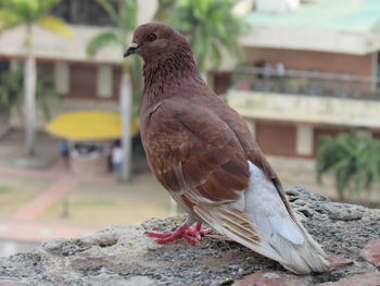Close-up of pigeon perching on wall