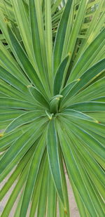 Full frame shot of palm leaves