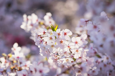 Close-up of white flowers blooming on tree