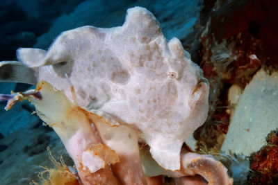 Close-up of fish underwater