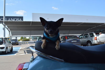 Dog on car against sky