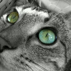 Close-up portrait of cat