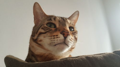 Portrait of cat sitting against wall