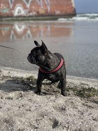 Dogs on beach