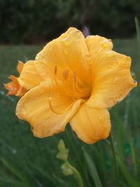 Close-up of wet yellow rose flower