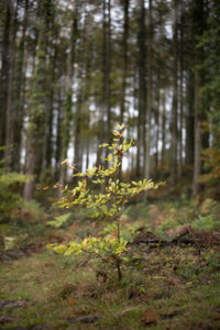 Plant growing on field