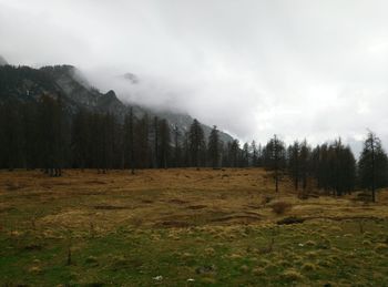 Trees on landscape against sky