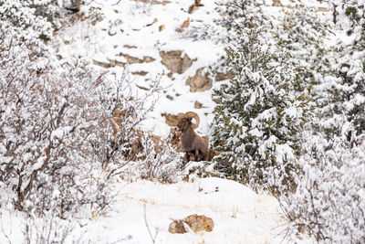 View of horse on snow covered tree