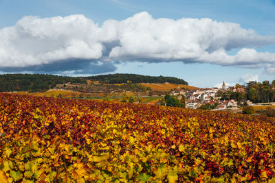 Scenic view of sunflower field against sky