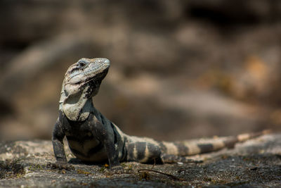 Close-up of lizard on rock