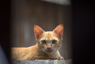 Close-up portrait of ginger cat sitting on retaining wall