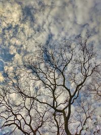 Low angle view of bare tree against sky