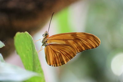 Close-up of butterfly on leaf