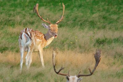 Deer standing on field