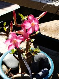 High angle view of pink flowering plant