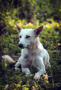 View of a dog on field