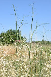 Plants on field against clear sky