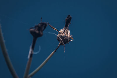 Close-up of insect