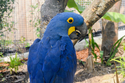 Close-up of blue parrot perching on tree