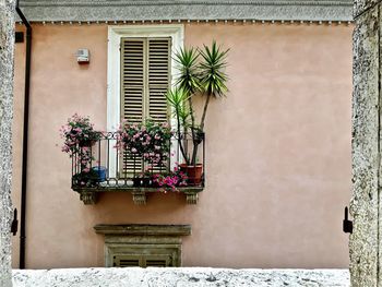 Potted plant on wall of building