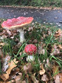 Close-up of fly agaric mushroom on field