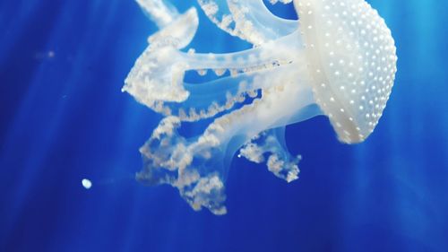 Close-up of jellyfish swimming in sea