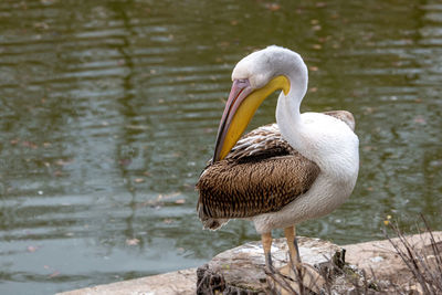 Pelican perching by lake