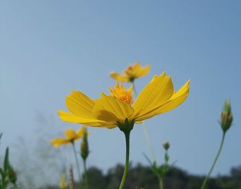 Close-up of yellow flower blooming against clear sky