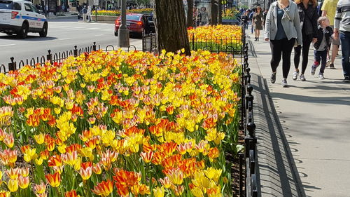 View of yellow flowers on road in city