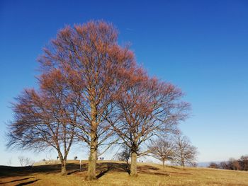 Low angle view of bare trees on field against clear blue sky