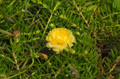 Close-up of yellow flowers blooming in field