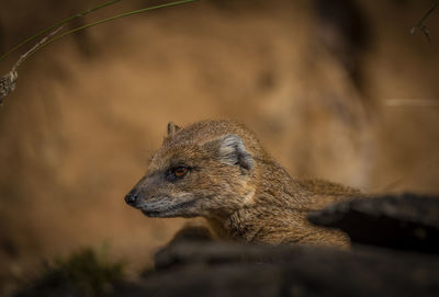 Close-up of meerkat