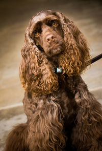 Portrait of dog sitting outdoors