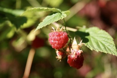 Close-up of red berries on plant