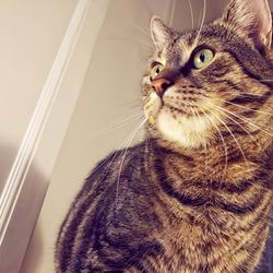 Close-up of cat