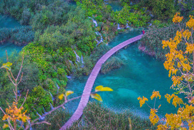 High angle view of trees in sea