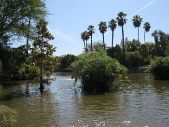 Scenic view of lake in forest against sky