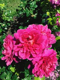 Close-up of pink flowers blooming outdoors