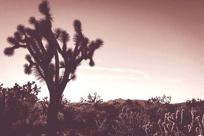 Silhouette palm trees against sky during sunset