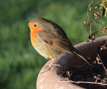 Close-up side view of a bird against blurred background