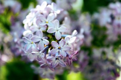 Close-up of purple flowering plant