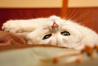 Cute green cat eyes, pink nose, fluffy mustache, muzzle white cat close-up