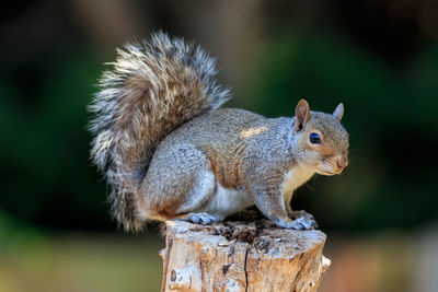 Close-up of squirrel on wooden post